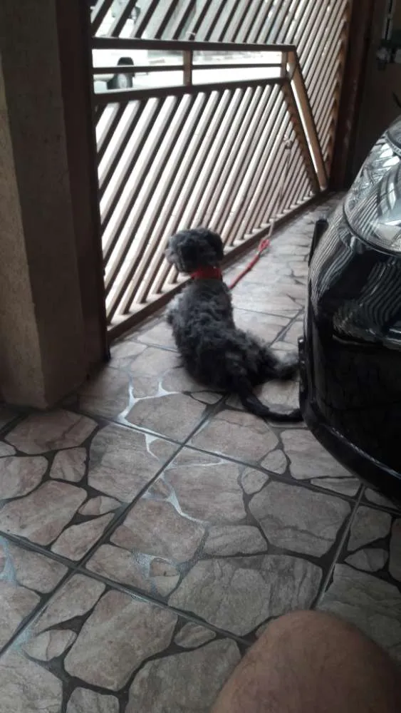 Cachorro ra a  idade 1 ano nome Todynho 