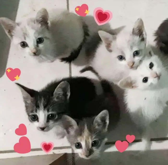 Gato ra a SRD idade Abaixo de 2 meses nome 4 gatinhas