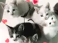 4 gatinhas