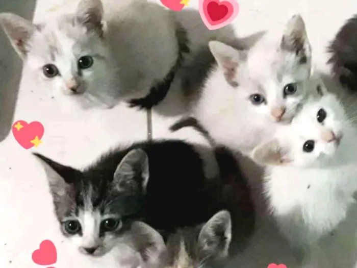 Gato ra a SRD idade Abaixo de 2 meses nome 4 gatinhas