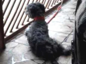 Cachorro raça  idade 1 ano nome Todynho 