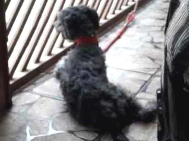 Cachorro ra a  idade 1 ano nome Todynho 