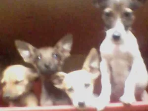 Cachorro raça Pinscher misturado idade 2 a 6 meses nome Raipuja, Jô,blanca,t