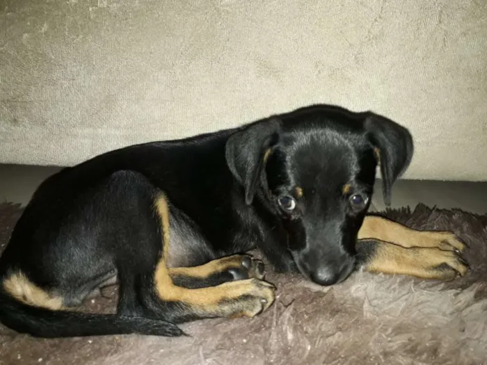 Cachorro ra a Mestiço  idade 2 a 6 meses nome Não tem