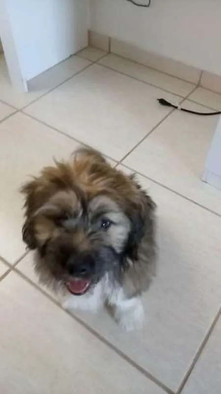 Cachorro raça mestiço idade 2 a 6 meses nome bili