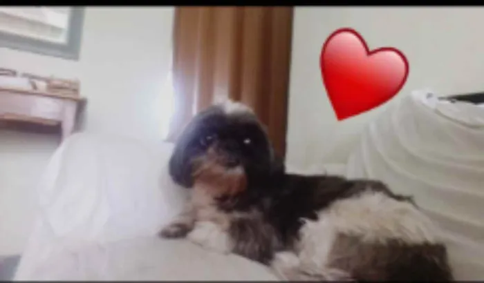 Cachorro ra a Shih tzu idade 4 anos nome AMORA