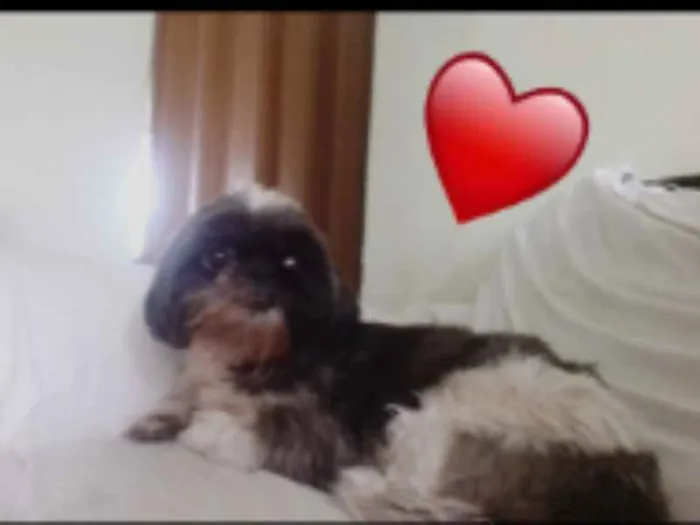 Cachorro ra a Shih tzu idade 4 anos nome AMORA