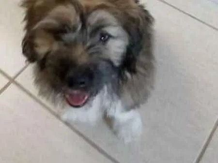 Cachorro raça mestiço idade 2 a 6 meses nome bili