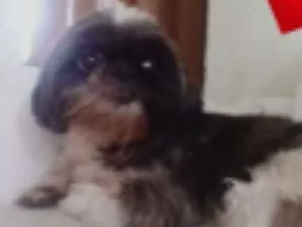 Cachorro ra a Shih tzu idade 4 anos nome AMORA