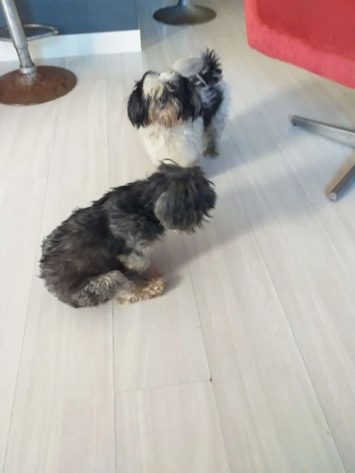 Cachorro ra a Shitzu e lhasa misto idade 4 anos nome Pipoca e neguinho