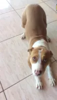 Dalila