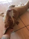 Dalila
