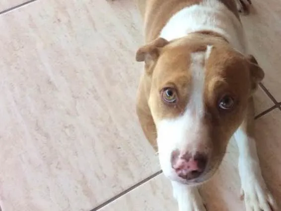 Cachorro ra a Pit bull idade 3 anos nome Dalila