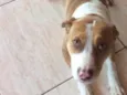 Dalila