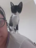 Cajú