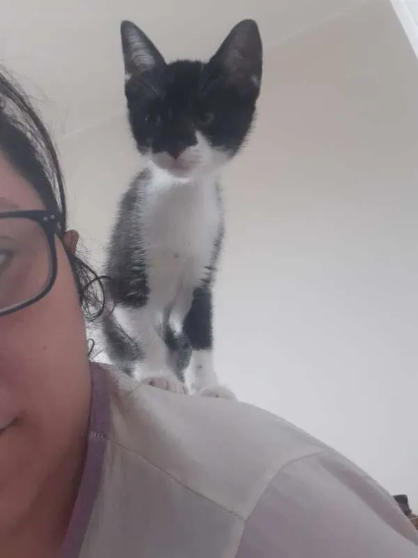 Gato ra a SRD idade 2 a 6 meses nome Cajú