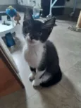 Cajú