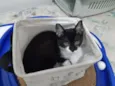 Cajú