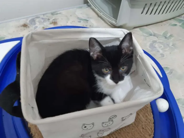 Gato ra a SRD idade 2 a 6 meses nome Cajú