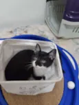 Cajú