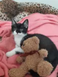 Cajú