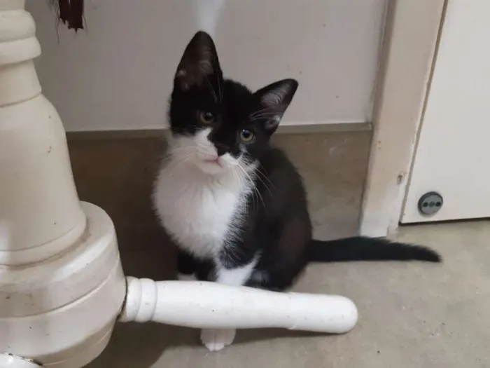 Gato ra a SRD idade 2 a 6 meses nome Cajú