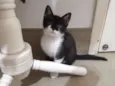 Cajú