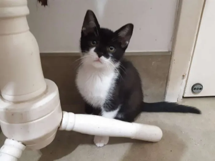 Gato ra a SRD idade 2 a 6 meses nome Cajú