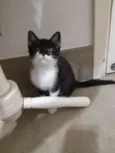 Cajú