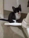 Cajú