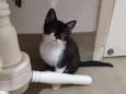Cajú