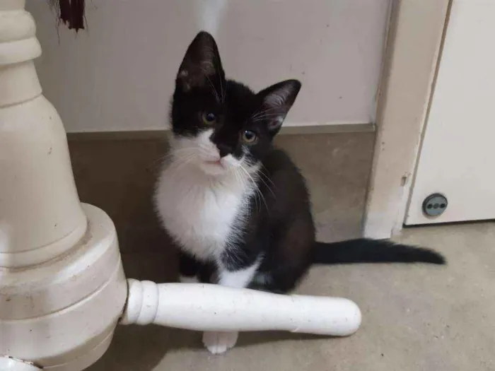 Gato ra a SRD idade 2 a 6 meses nome Cajú
