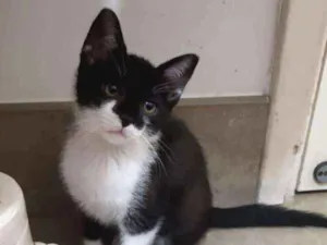 Gato raça SRD idade 2 a 6 meses nome Cajú