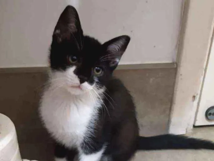 Gato ra a SRD idade 2 a 6 meses nome Cajú