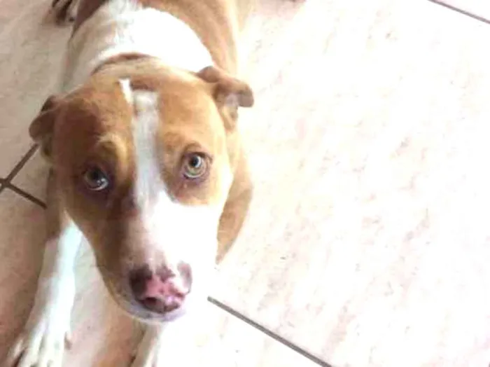 Cachorro ra a Pit bull idade 3 anos nome Dalila