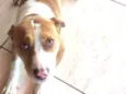 Dalila