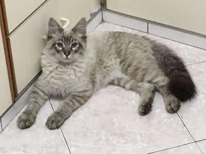 Gato raça SRD idade 2 a 6 meses nome Fofo