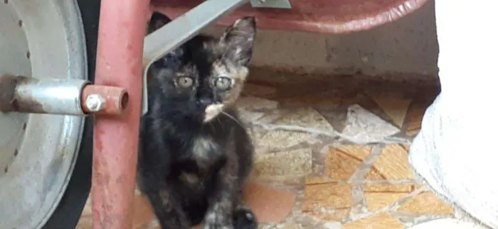 Gato ra a Srd idade 2 a 6 meses nome Quika