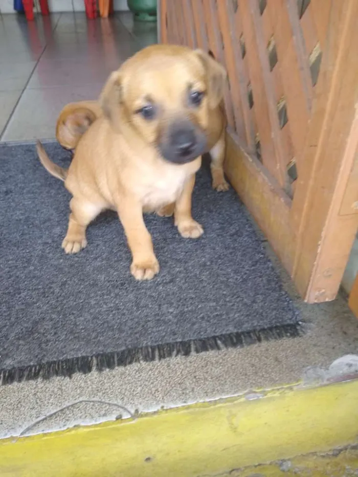 Cachorro ra a Indefinida idade 2 a 6 meses nome Sem nome