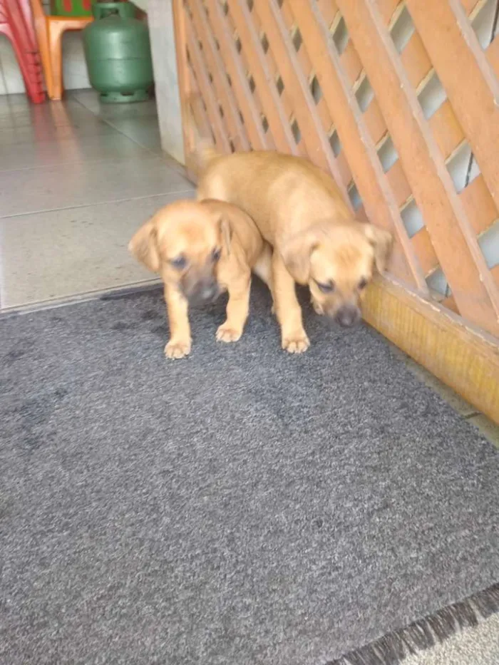 Cachorro ra a Indefinida idade 2 a 6 meses nome Sem nome