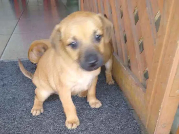 Cachorro ra a Indefinida idade 2 a 6 meses nome Sem nome