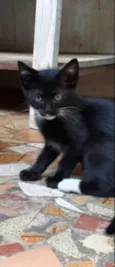 Tico