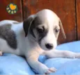 Cachorro raça Srd idade Abaixo de 2 meses nome Bonzo