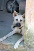 Cachorro raça Srd  idade 1 ano nome Lôba