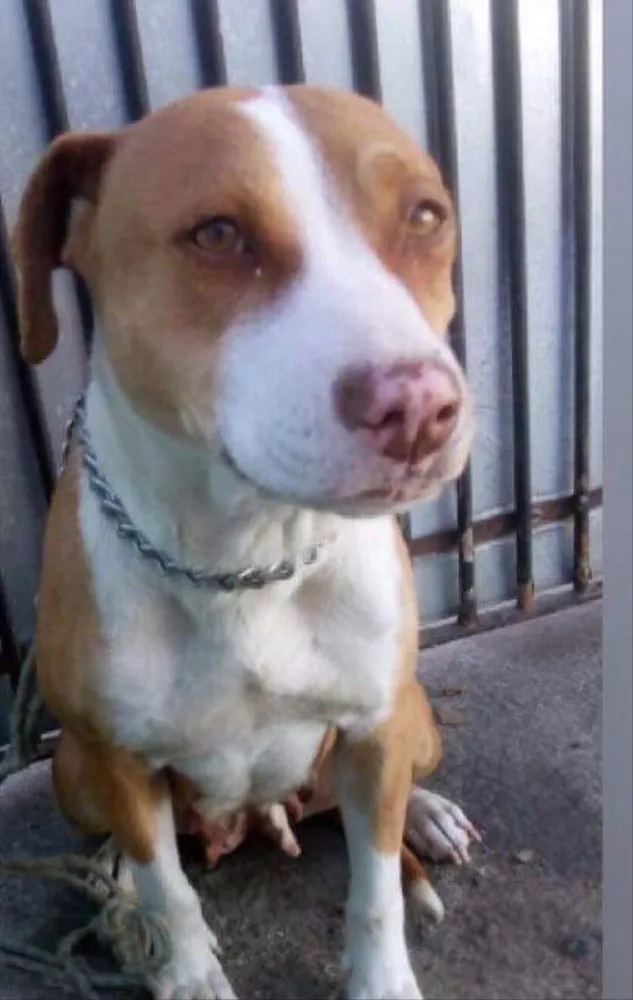 Cachorro ra a Pit bull idade 3 anos nome Dalila