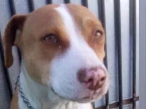 Cachorro raça Pit bull idade 3 anos nome Dalila