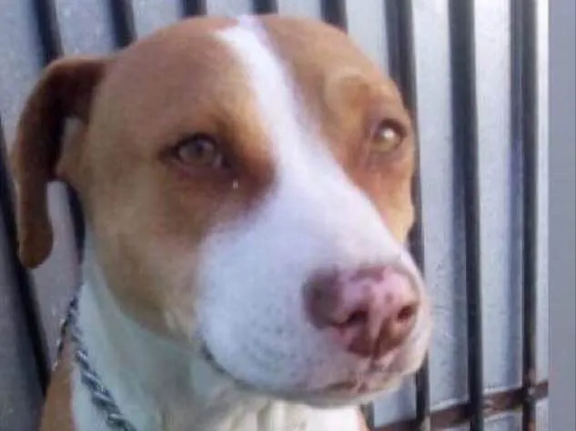 Cachorro ra a Pit bull idade 3 anos nome Dalila