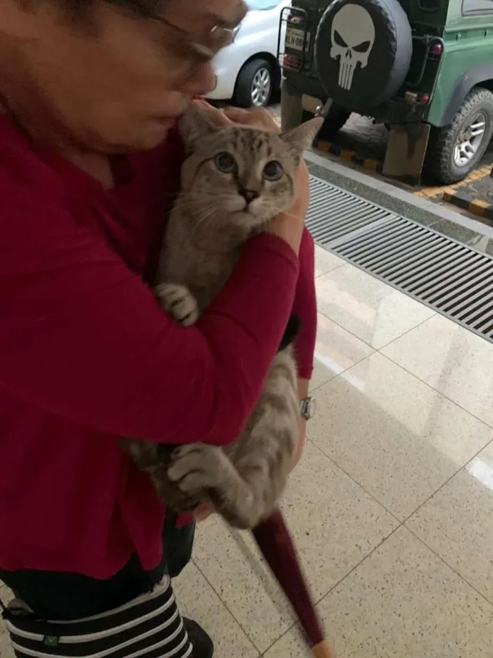 Gato ra a Indedinida idade 1 ano nome Sem nome