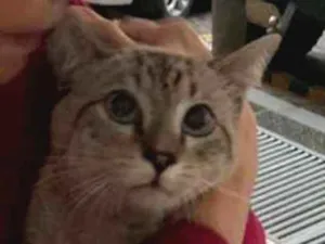 Gato raça Indedinida idade 1 ano nome Sem nome