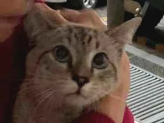 Gato ra a Indedinida idade 1 ano nome Sem nome